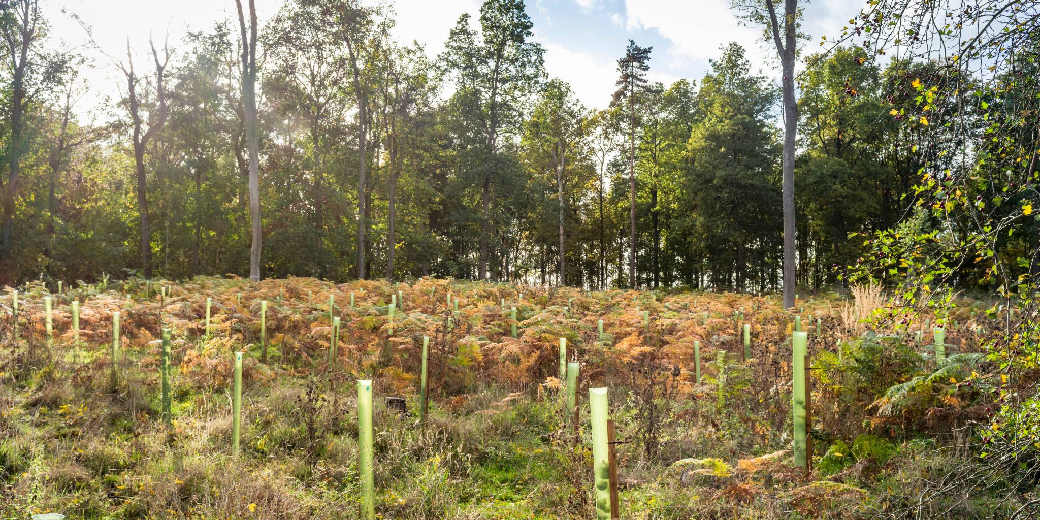 Cultivate Your Sustainable Oasis